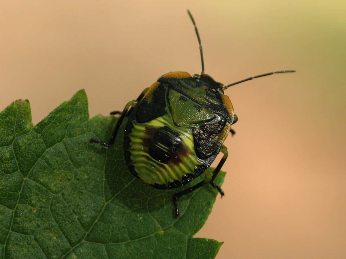 Green Stink Bug Nymphon Leaf.jpg Wallpaper