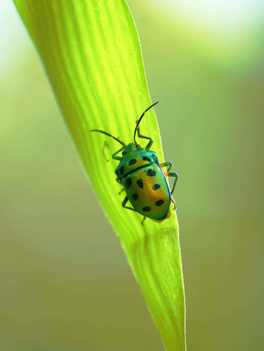 Green Stink Bug Nymphon Leaf Wallpaper