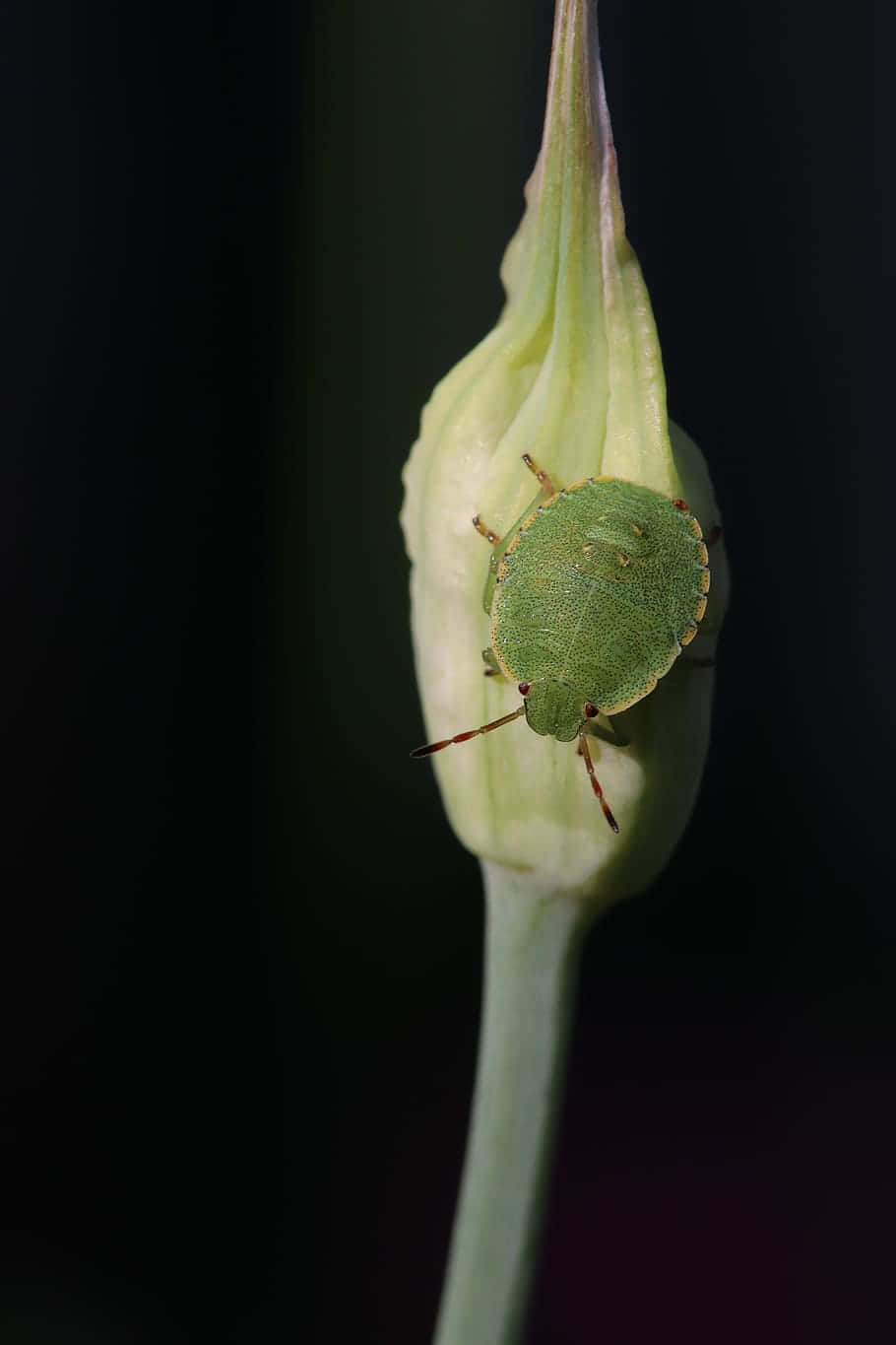 Green Stink Bugon Flower Bud Wallpaper