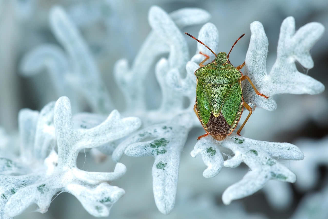 Green Stink Bugon White Plant Wallpaper