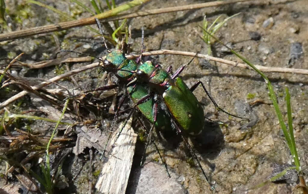 Green Tiger Beetle Nature Scene Wallpaper