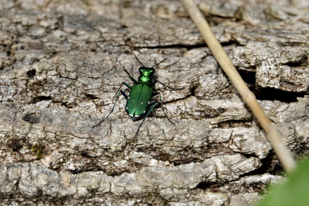 Green Tiger Beetleon Bark Wallpaper