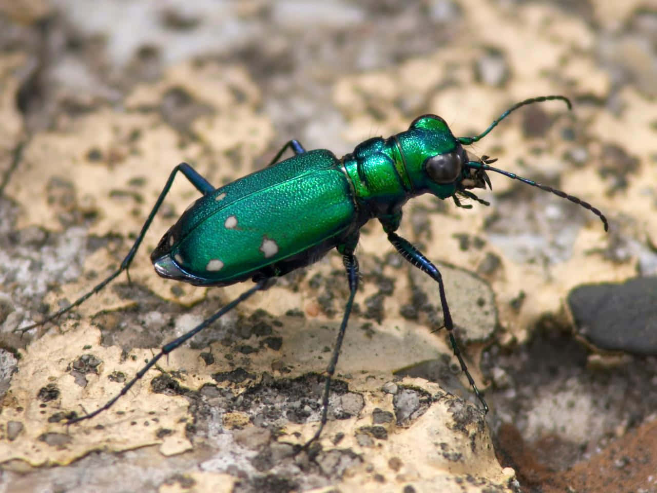 Green Tiger Beetleon Rocky Ground Wallpaper