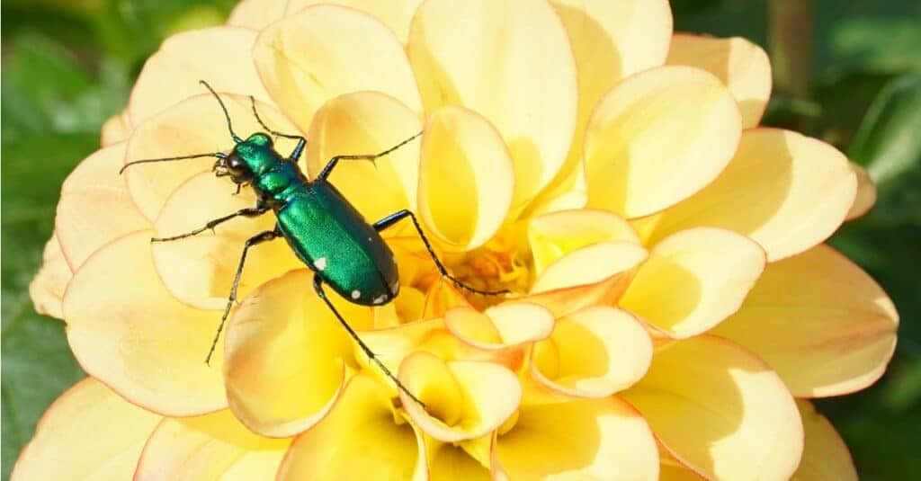 Green Tiger Beetleon Yellow Flower Wallpaper