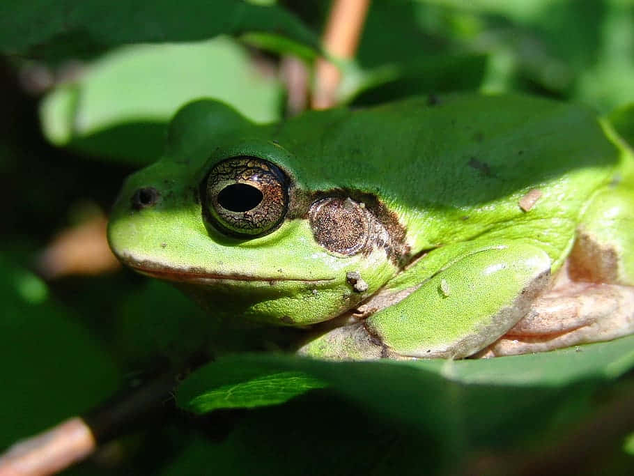 Green Tree Frog Closeup Wallpaper