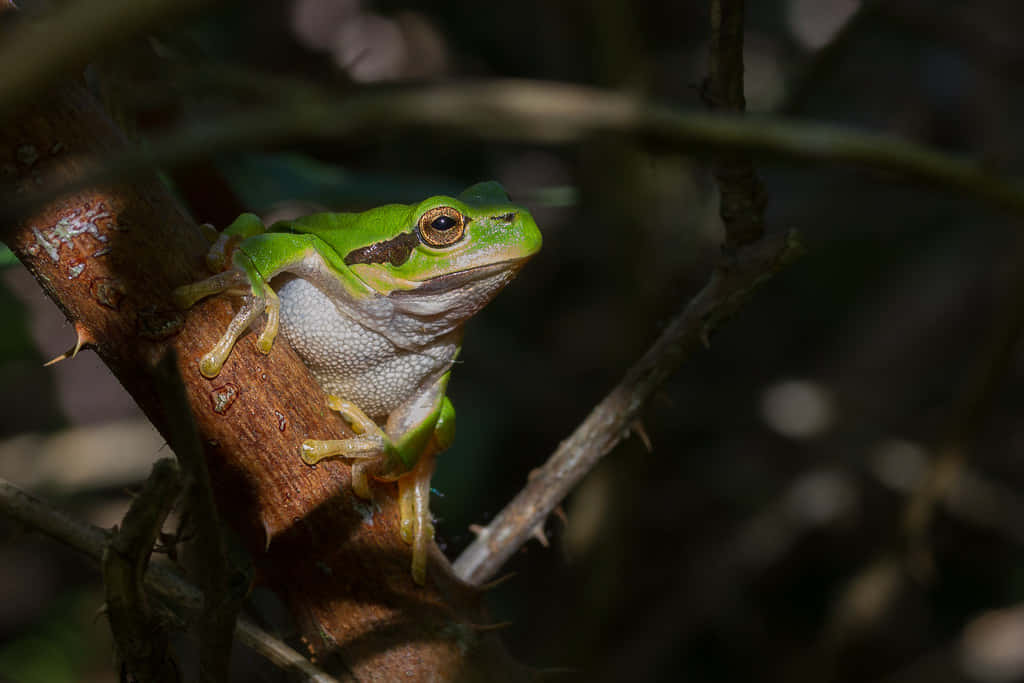 Green Tree Frog Restingon Branch Wallpaper