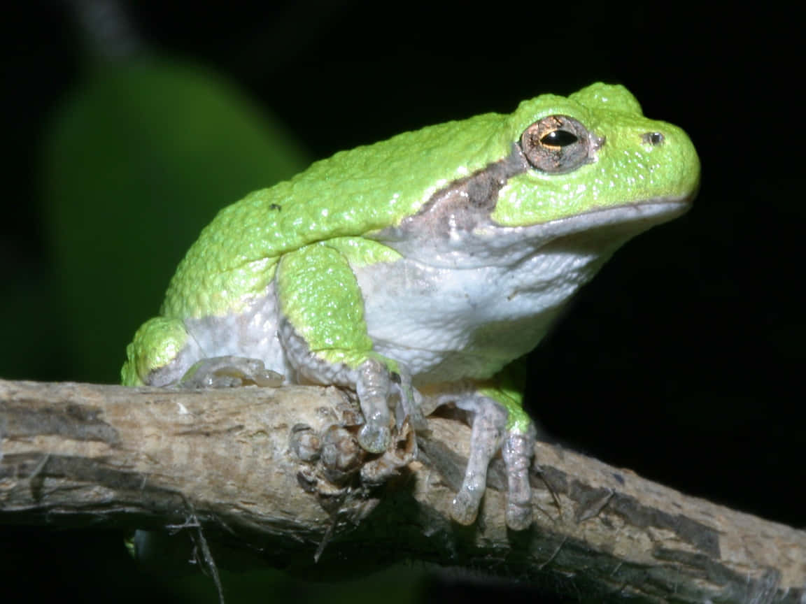 Green Tree Frog Restingon Branch Wallpaper