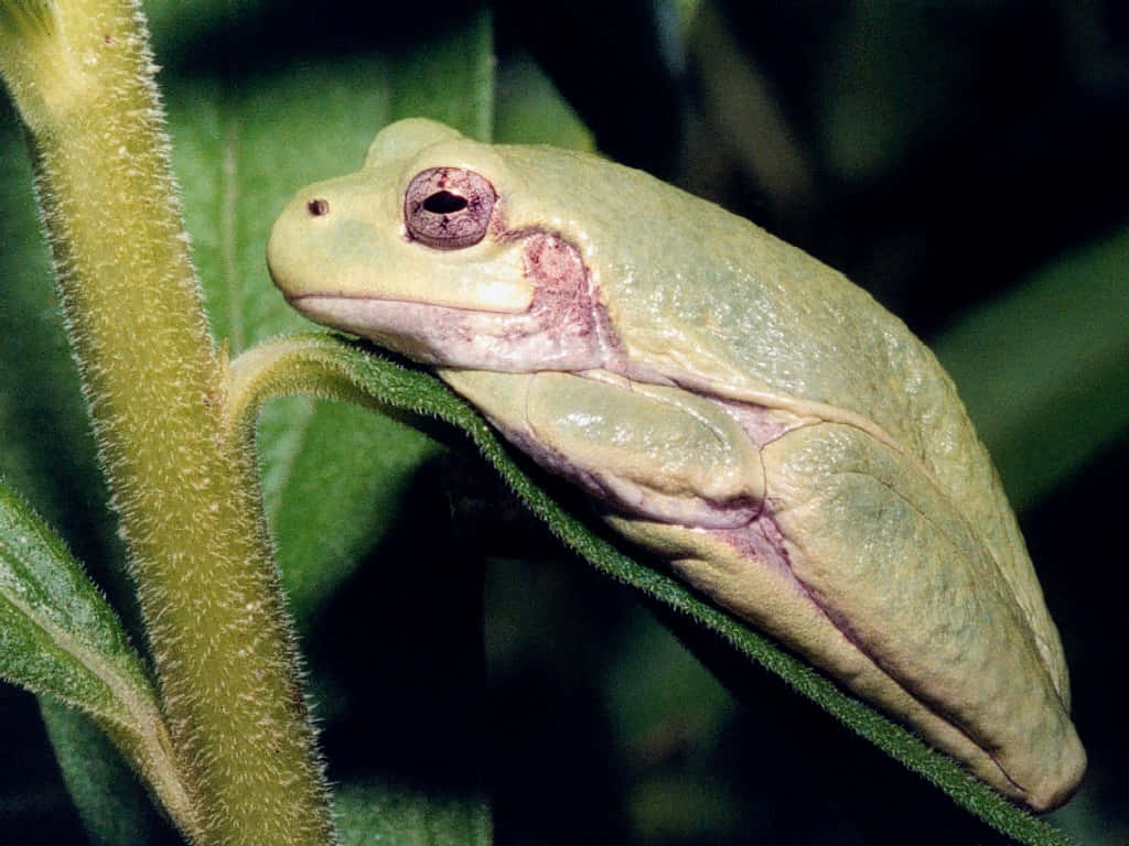 Green Tree Frog Restingon Plant Wallpaper