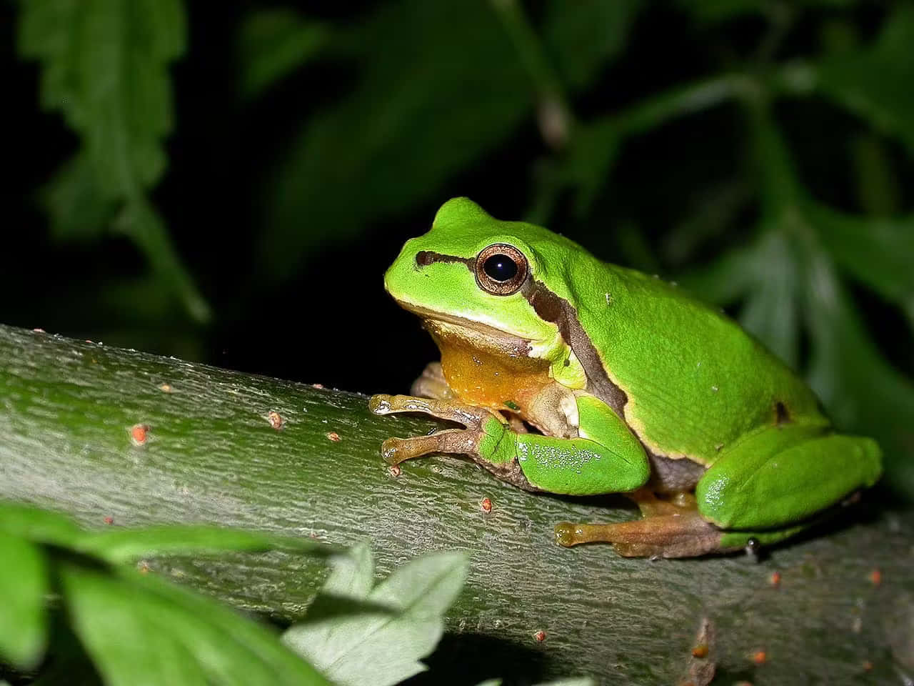 Green Tree Frogon Branch Wallpaper