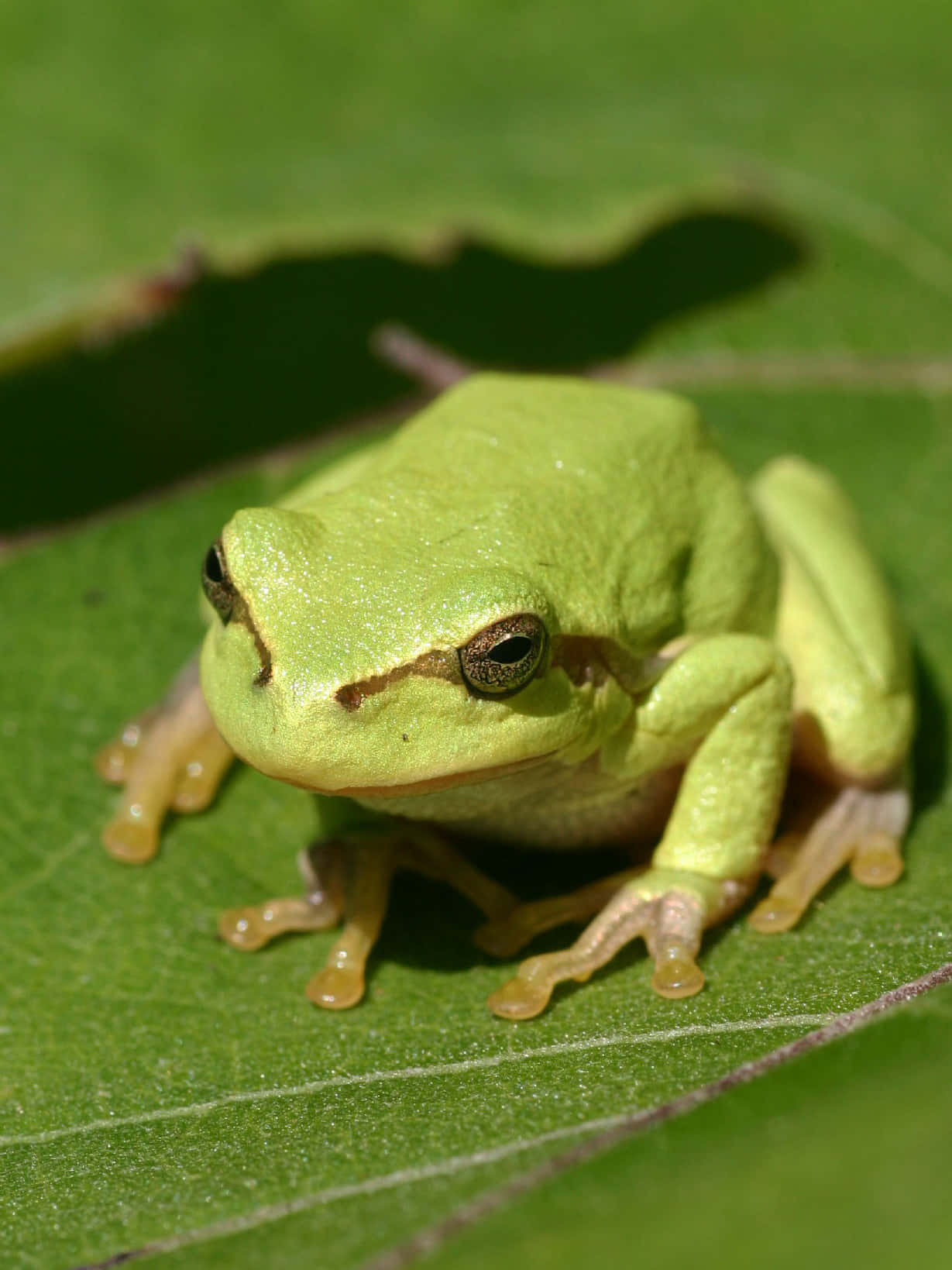 Green Tree Frogon Leaf Wallpaper