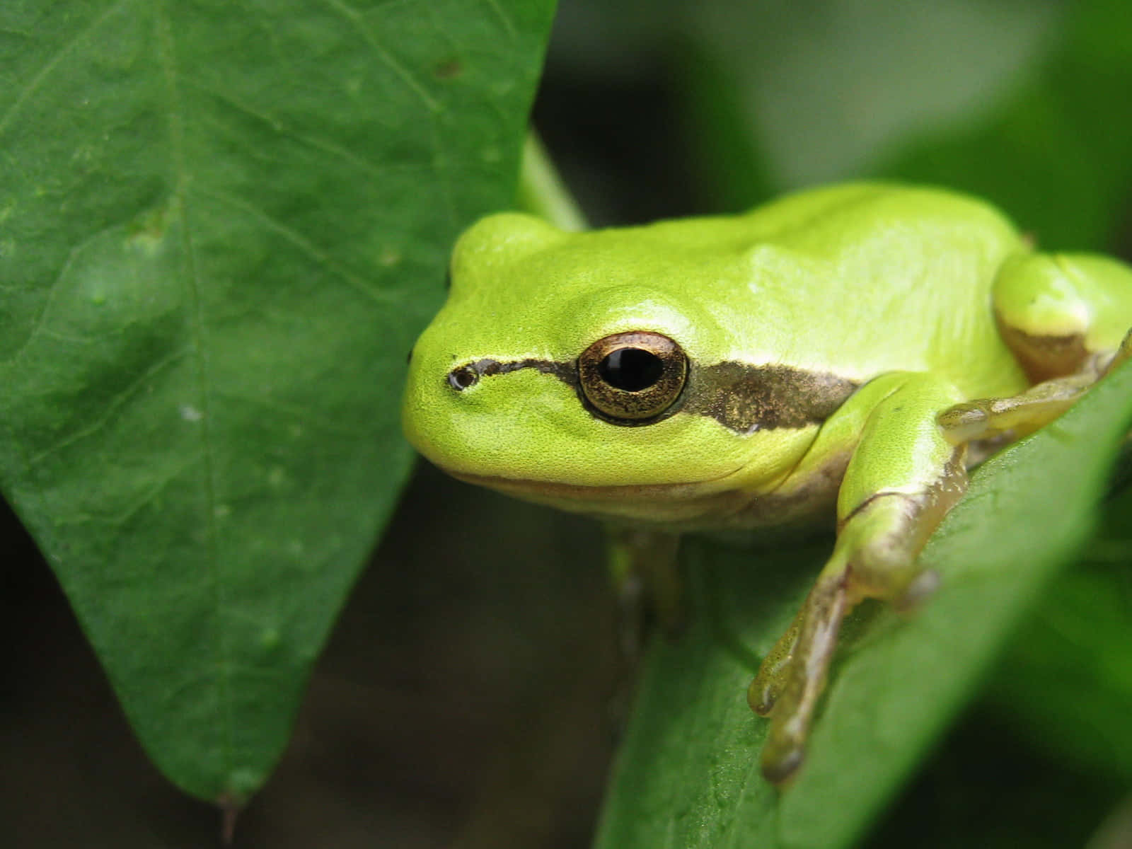 Green Tree Frogon Leaf Wallpaper