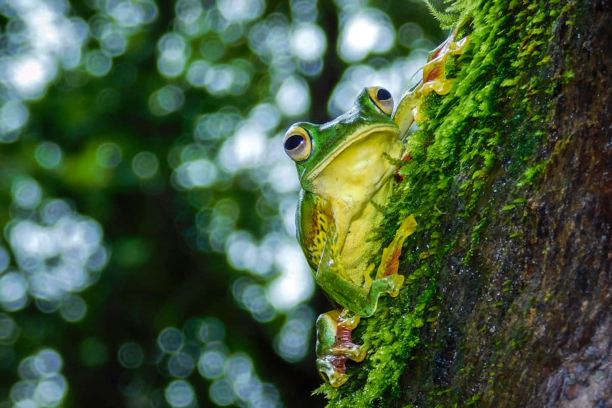 Green Tree Frogon Mossy Branch Wallpaper