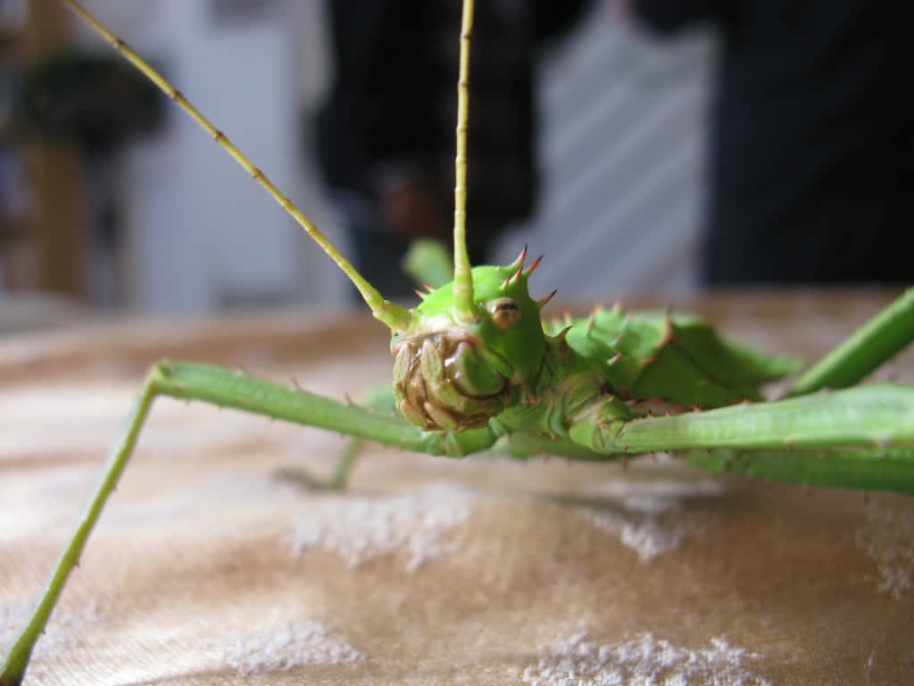 Green Walkingstick Insect Closeup Wallpaper