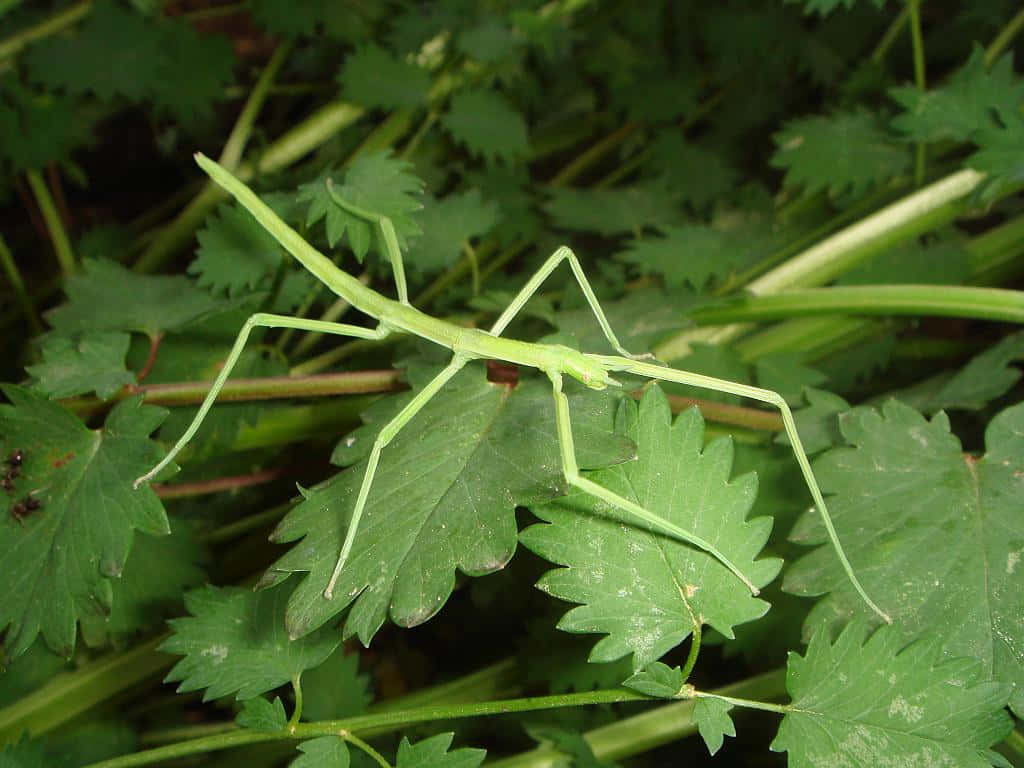 Green Walkingstick On Leaves.jpg Wallpaper