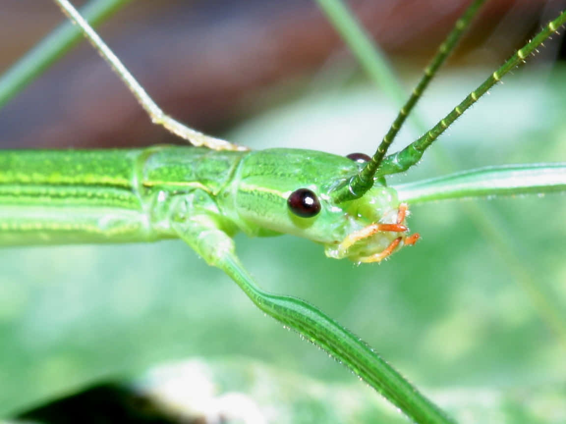 Green Walkingstick Up Close.jpg Wallpaper