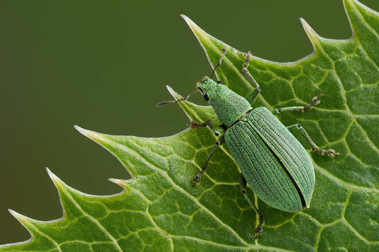 Green Weevilon Leaf Wallpaper