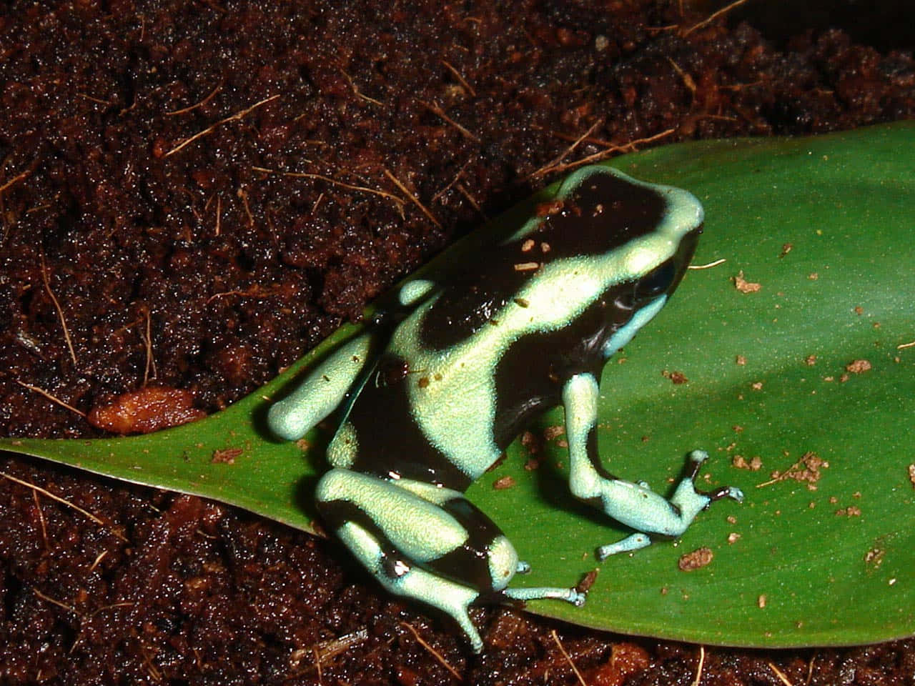 Greenand Black Poison Dart Frog Wallpaper