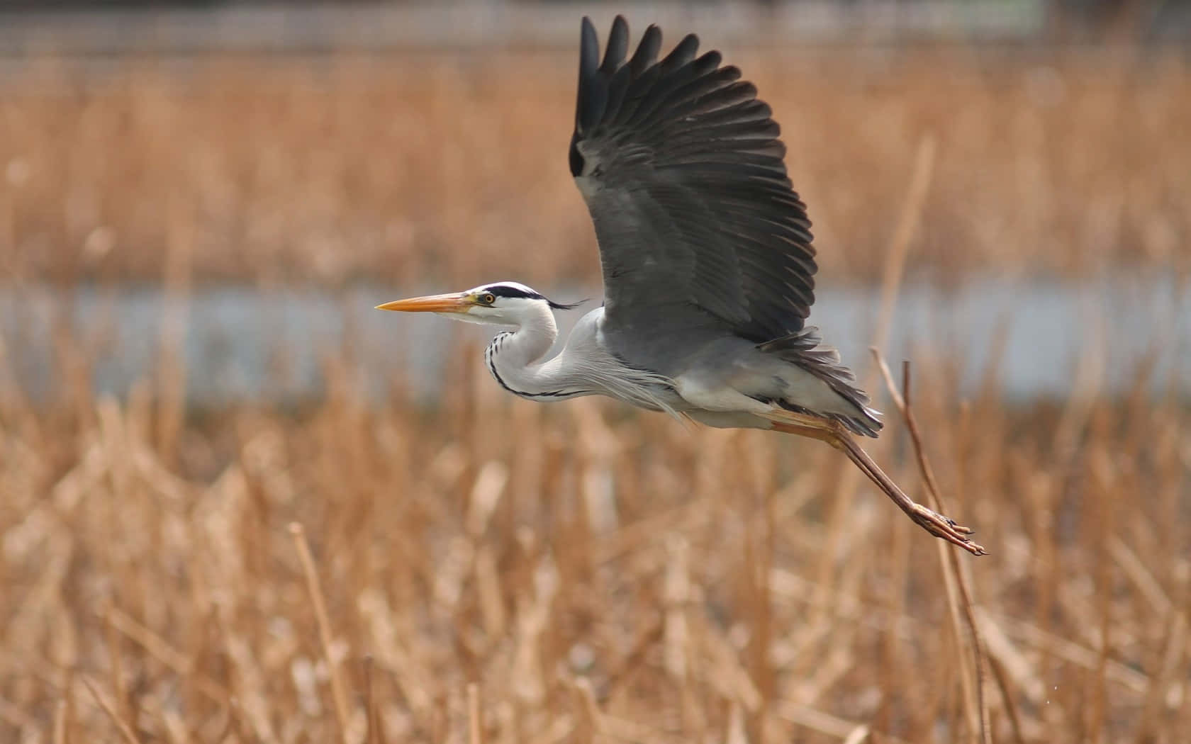 Grey Heron In Flight Over Reeds.jpg Wallpaper