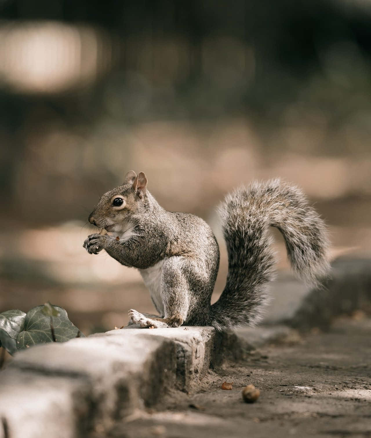 Grey Squirrel Eating Nut Wallpaper