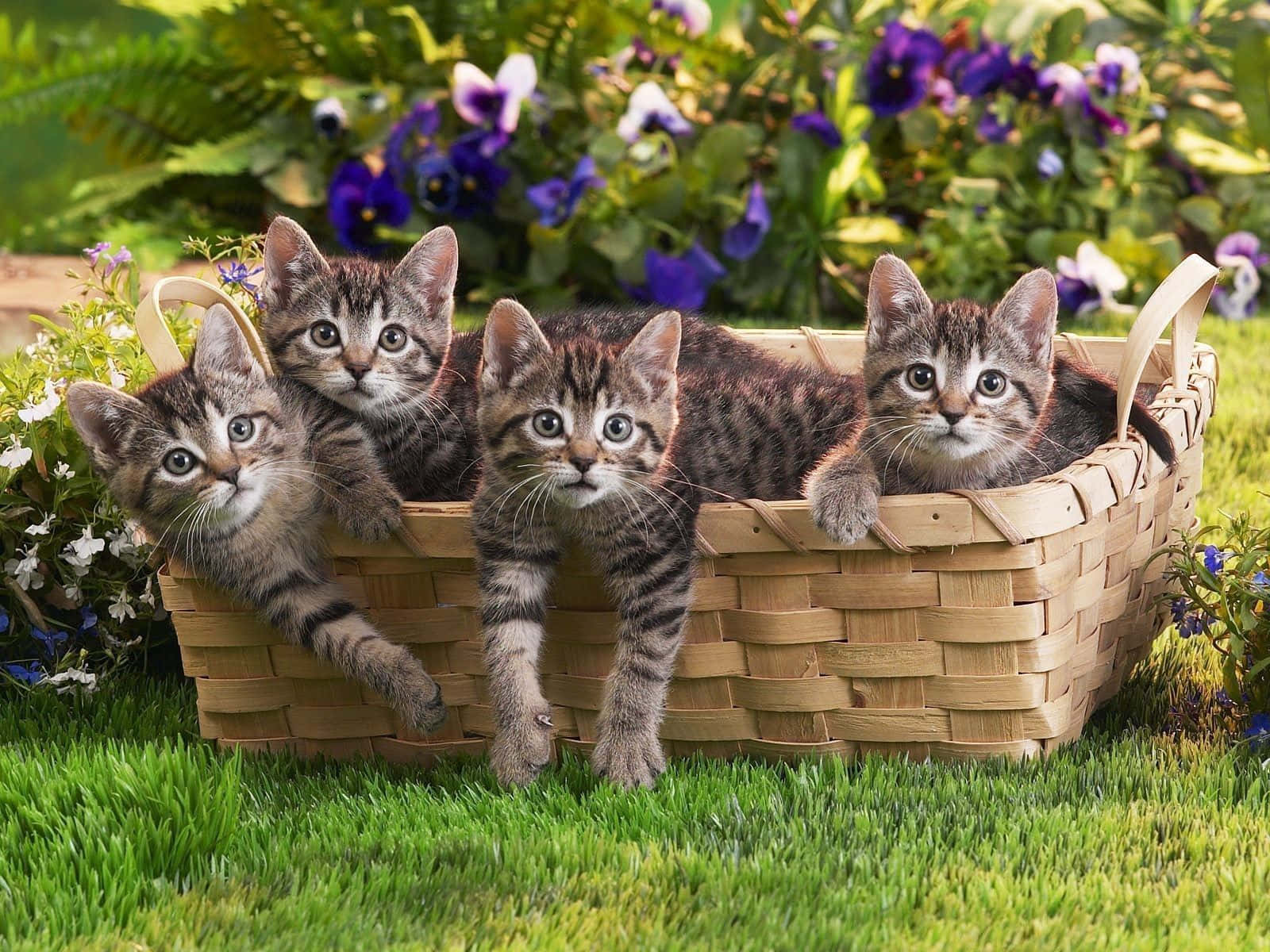 Grey Tabby Cute Kittens Inside Square Basket Wallpaper