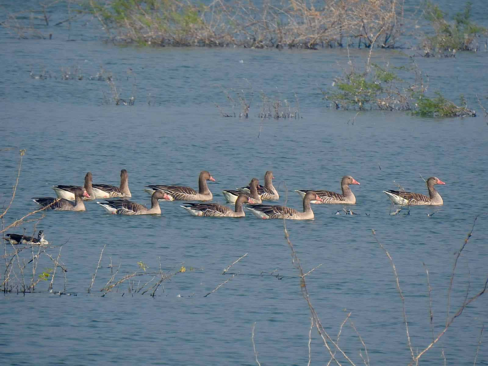 Greylag Geese Flock Swimming Wallpaper