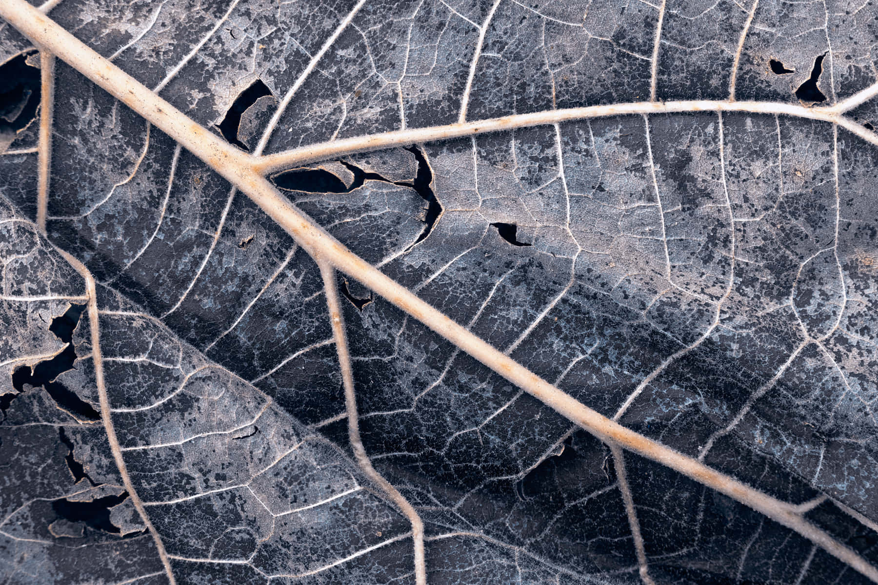 Gritty Leaf Stems Wallpaper