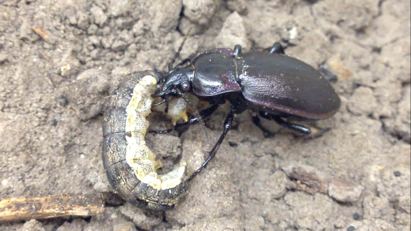 Ground Beetle Feedingon Grub Wallpaper