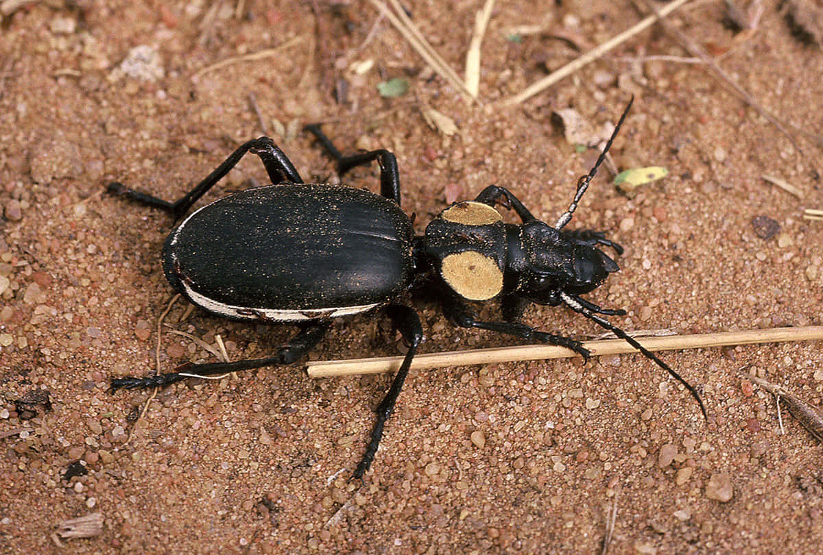 Ground Beetleon Earth Wallpaper