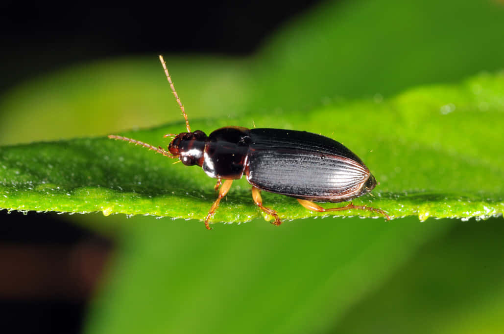 Ground Beetleon Green Leaf Wallpaper