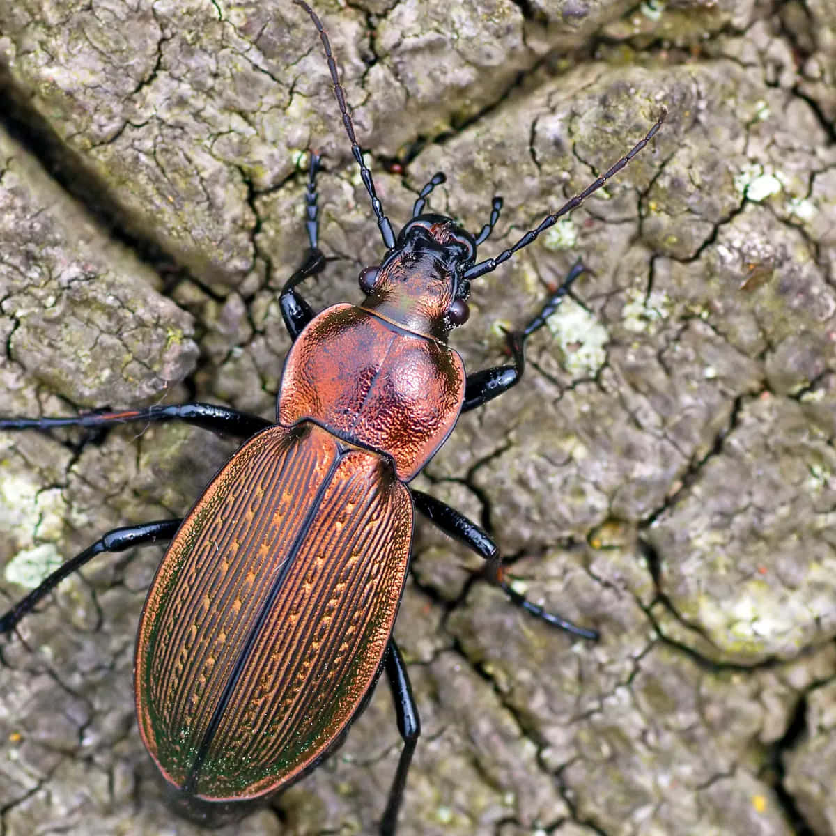 Ground Beetleon Tree Bark Wallpaper