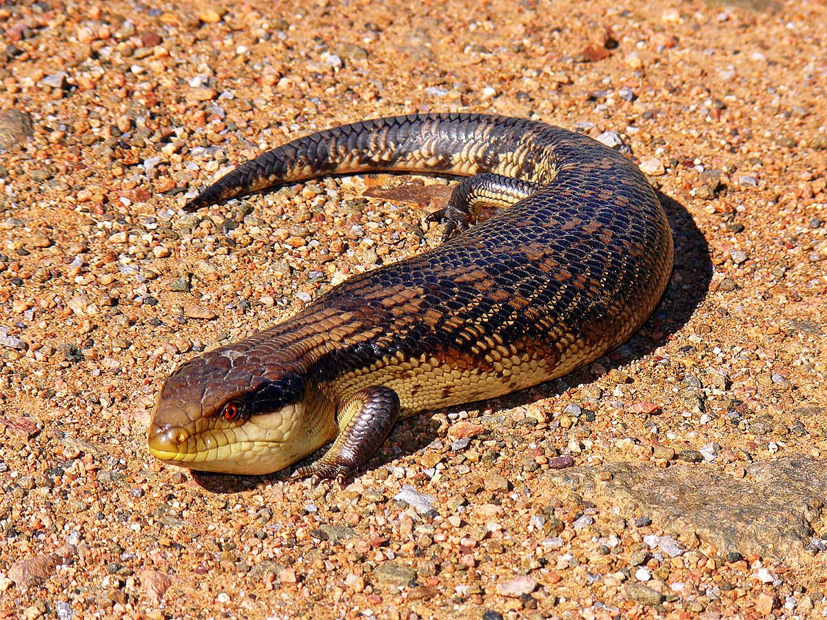 Ground Skink Blue Tongue Lizard Wallpaper