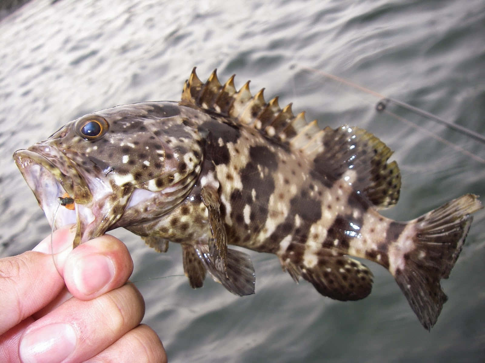 Grouper Caught Fishing Trip Wallpaper