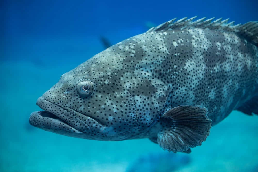 Grouper Swimming Underwater.jpg Wallpaper