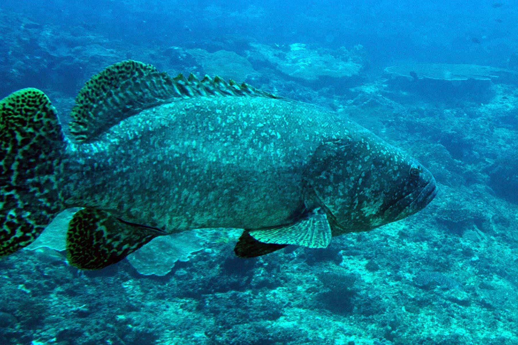 Grouper Swimming Underwater.jpg Wallpaper