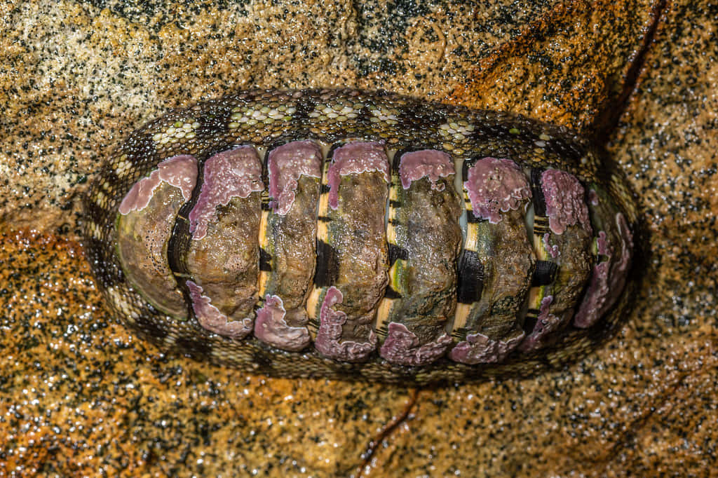 Gumboot Chiton Clingingto Rock Wallpaper