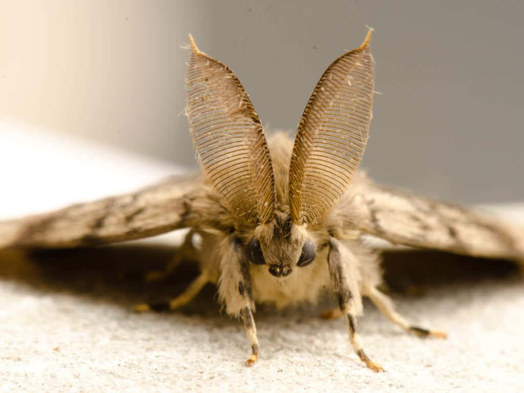 Gypsy Moth Close Up Wallpaper