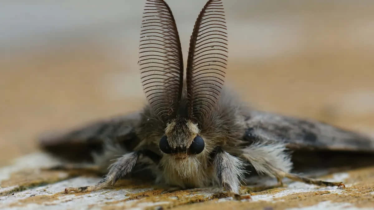 Gypsy Moth Close Up Wallpaper