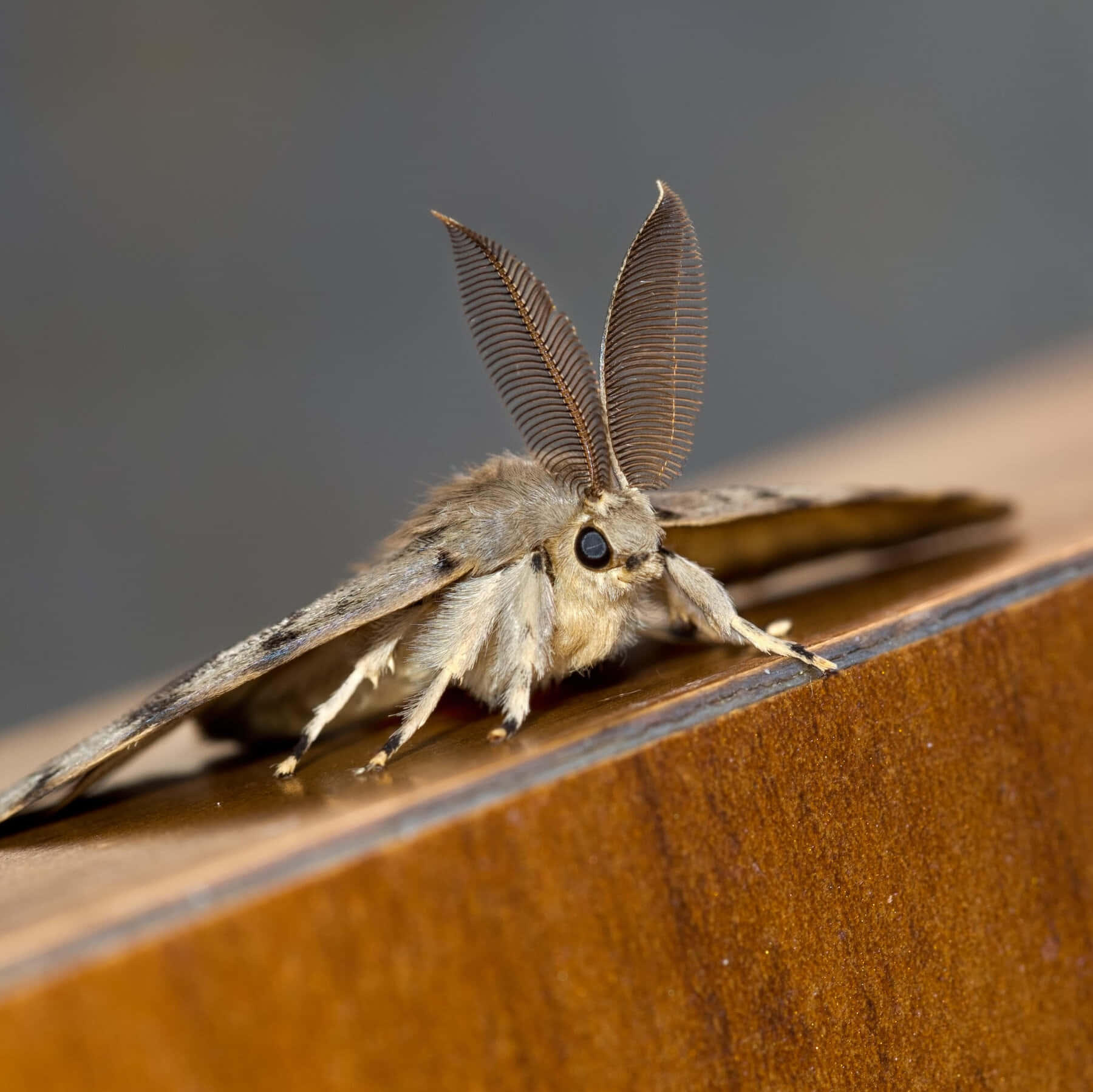 Gypsy Moth Closeupon Wood Wallpaper