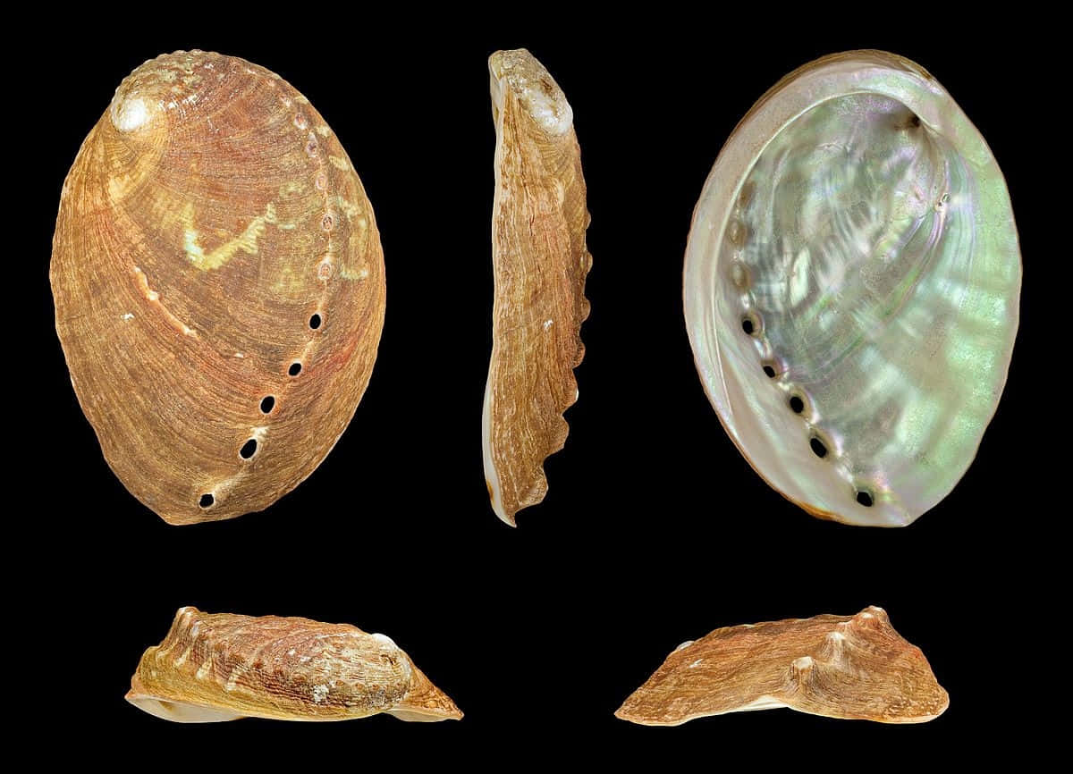 Haliotis Shell Multiple Views Wallpaper