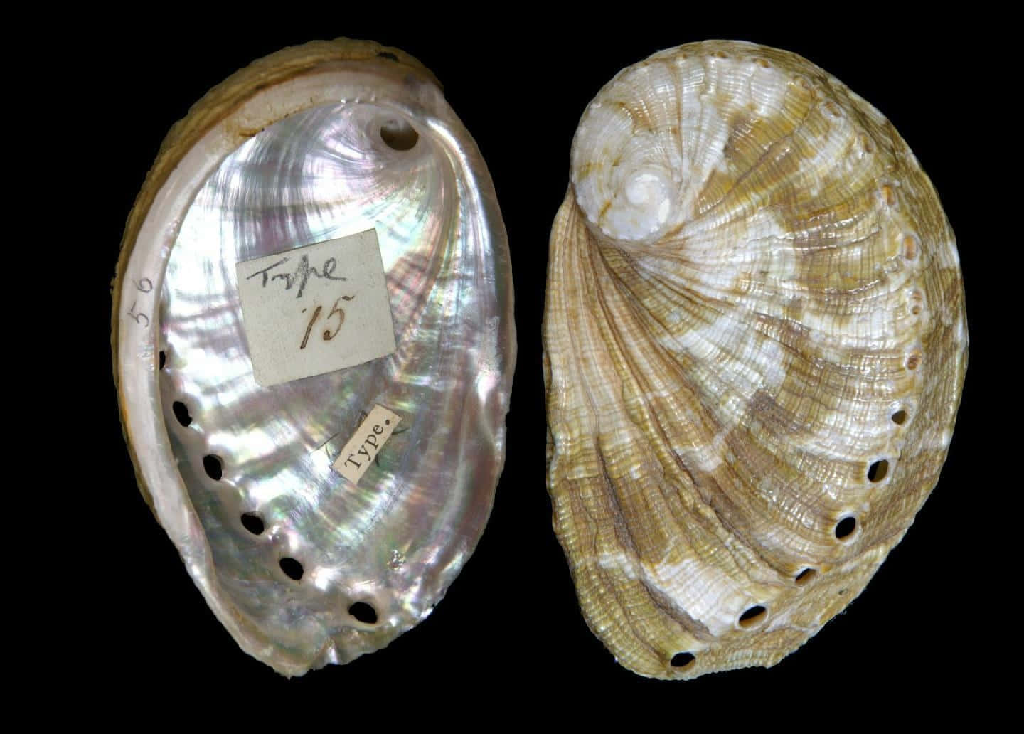 Haliotis_ Shell_ Specimens Wallpaper