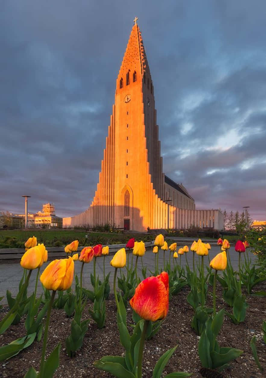 Hallgrimskirkja And Tulips Wallpaper