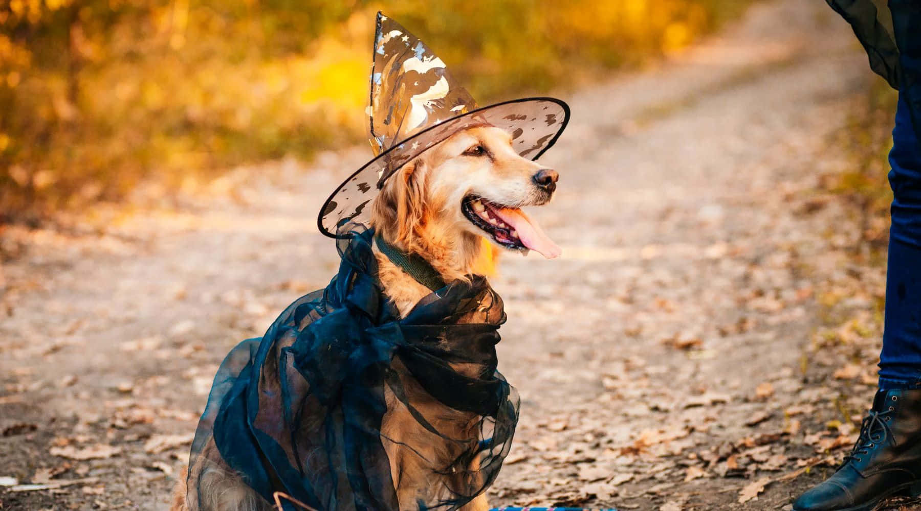 Halloween Costumed Golden Retriever Wallpaper