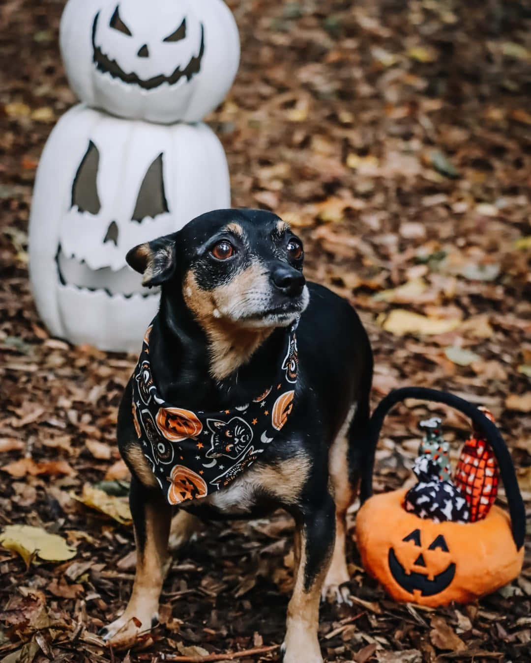 Halloween Dogwith Pumpkinsand Basket Wallpaper