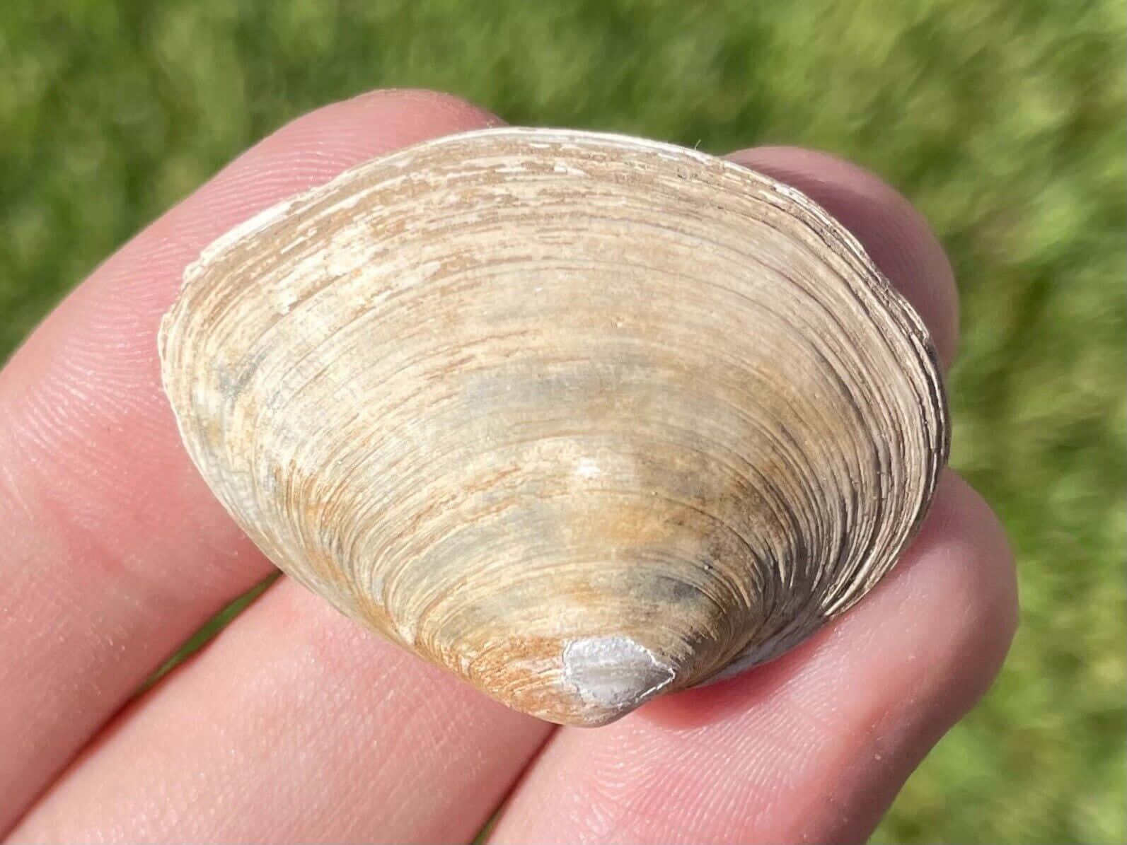 Hand Held Clam Shell Outdoors.jpg Wallpaper