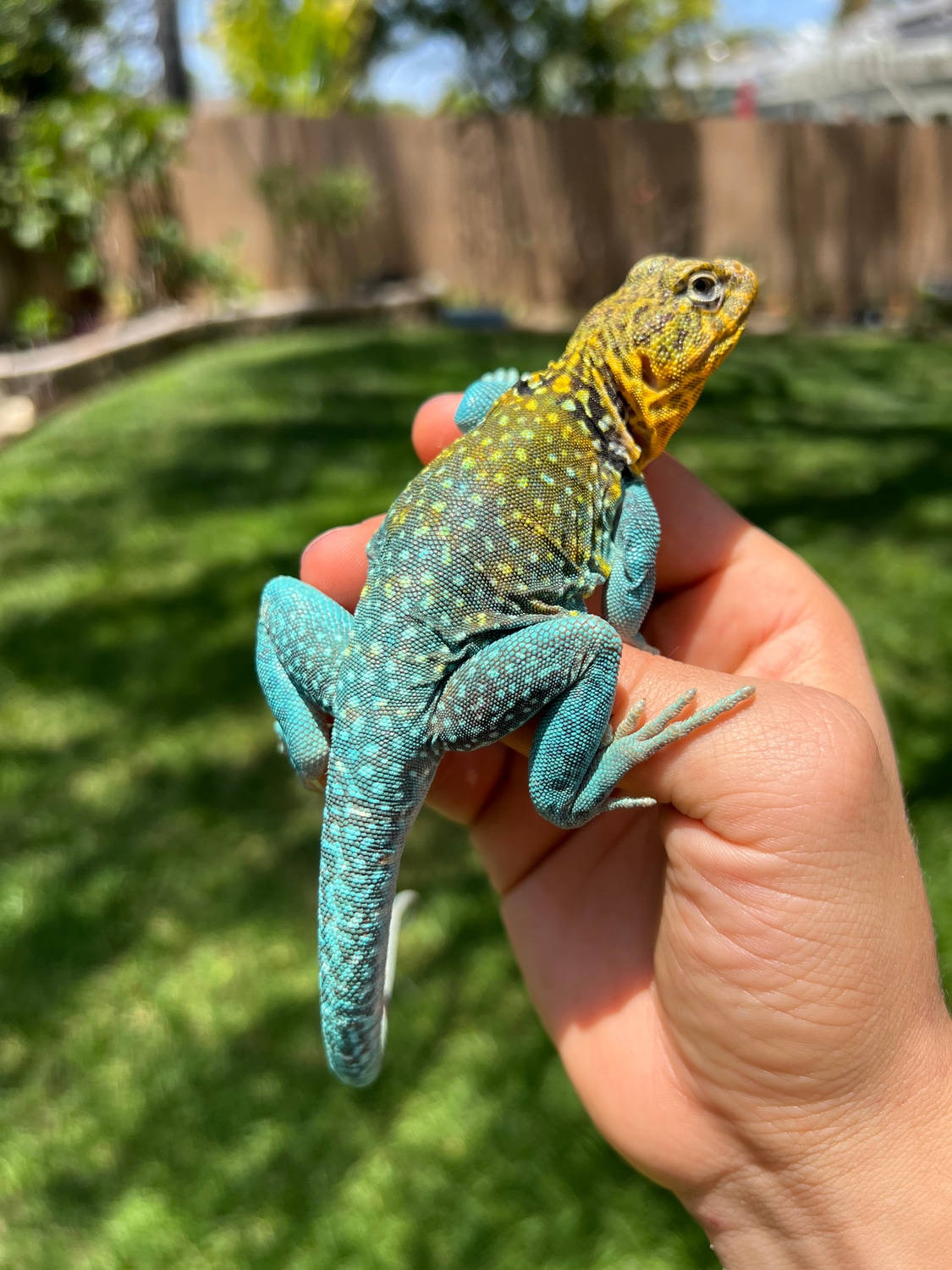 Hand Holding Collared Lizard Wallpaper