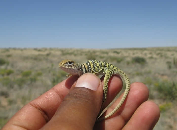 Hand Holding Small Collared Lizard Wallpaper