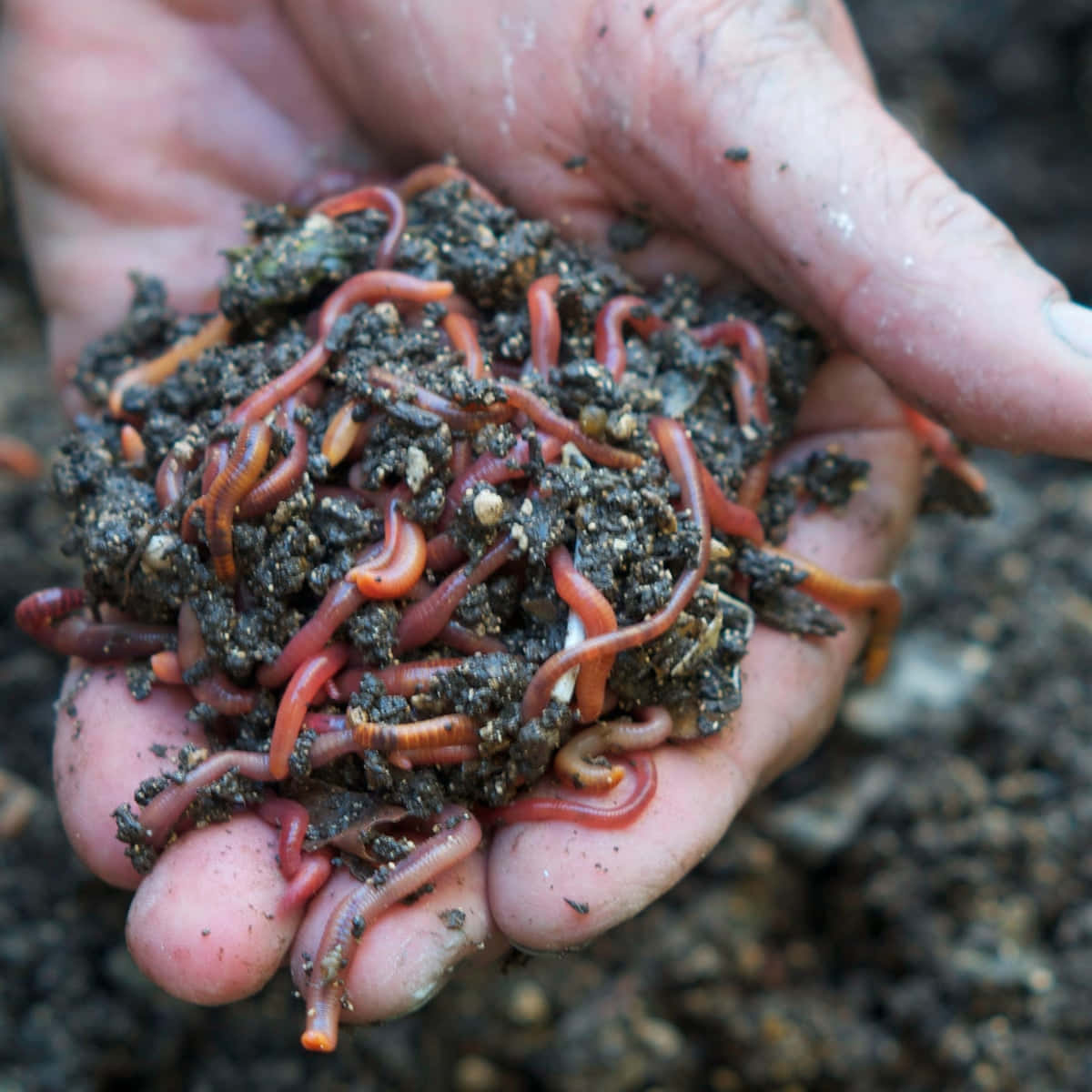 Handfulof Earthworms Wallpaper