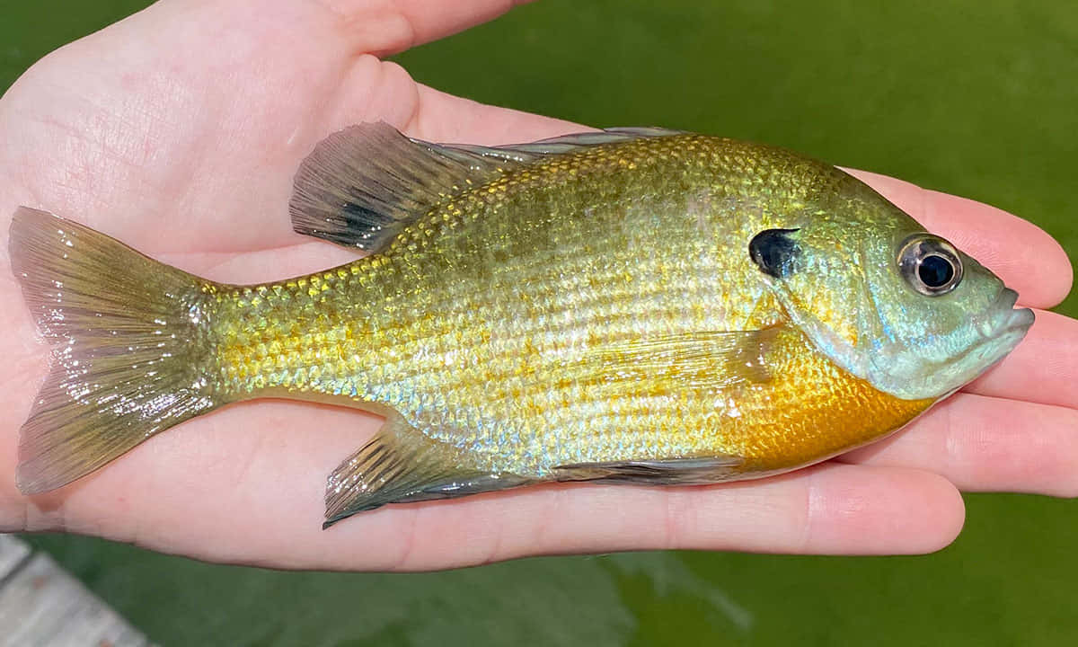 Handheld Bluegill Fish Wallpaper