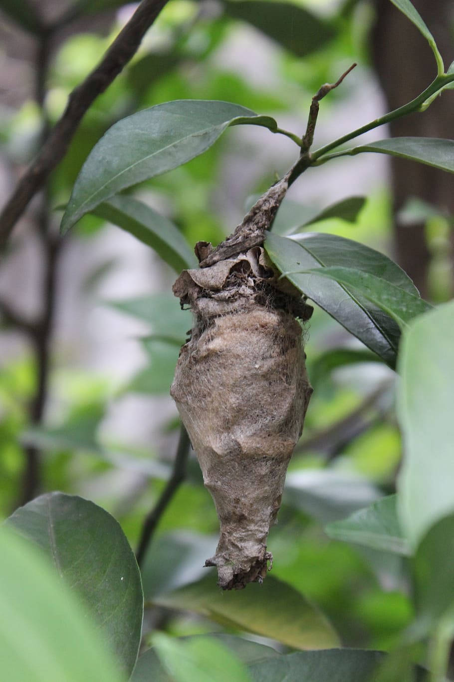 Hanging Dry Cocoon Wallpaper