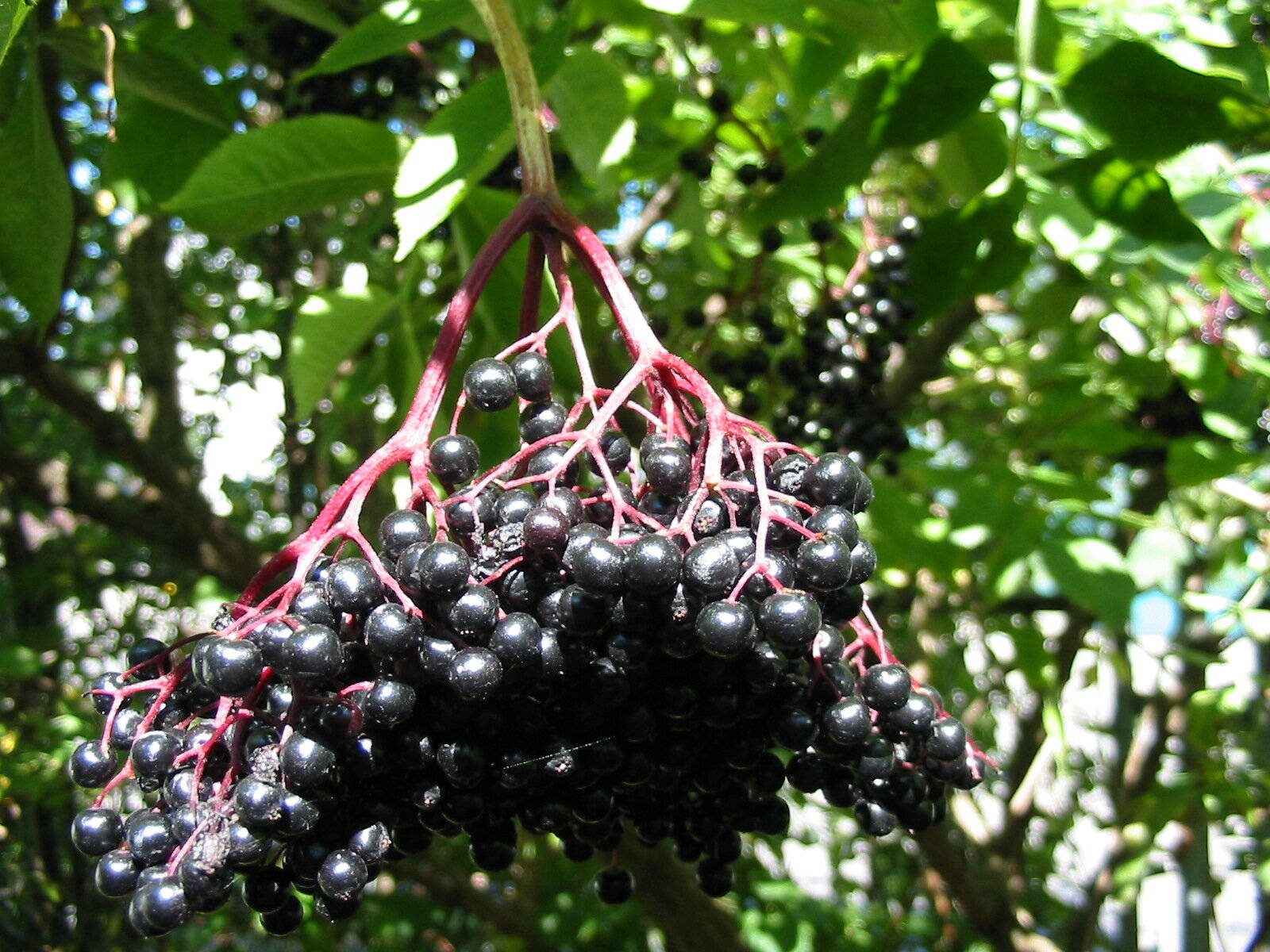 Hanging Elderberry Fruits In The Wild Wallpaper